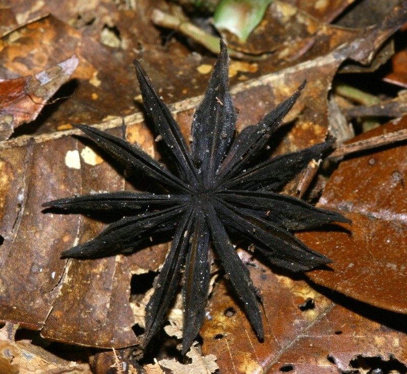 Illicium sumatranum photo 4