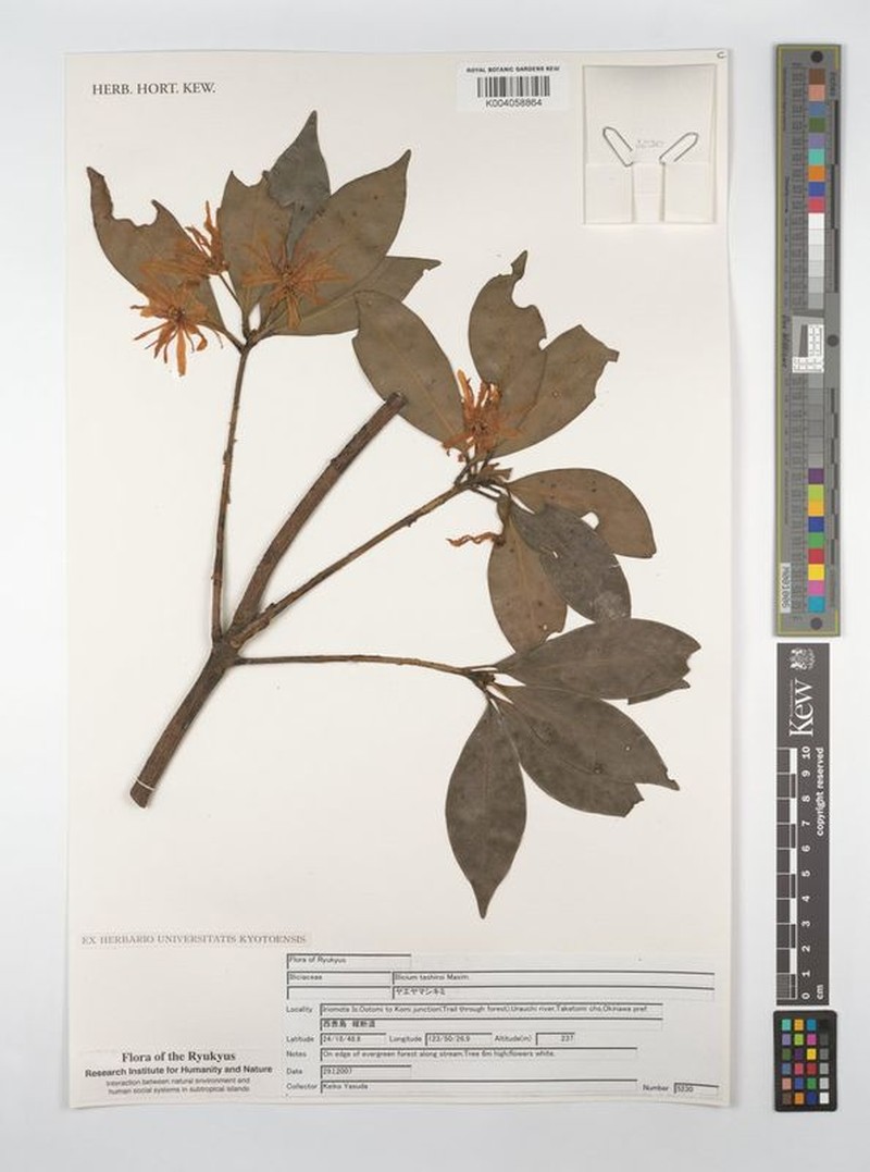 Illicium tashiroi