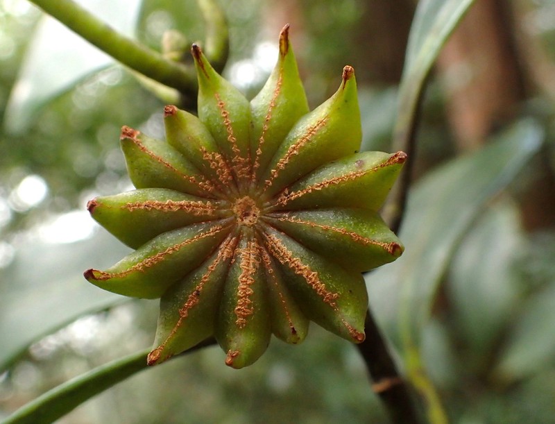Illicium tashiroi photo 2