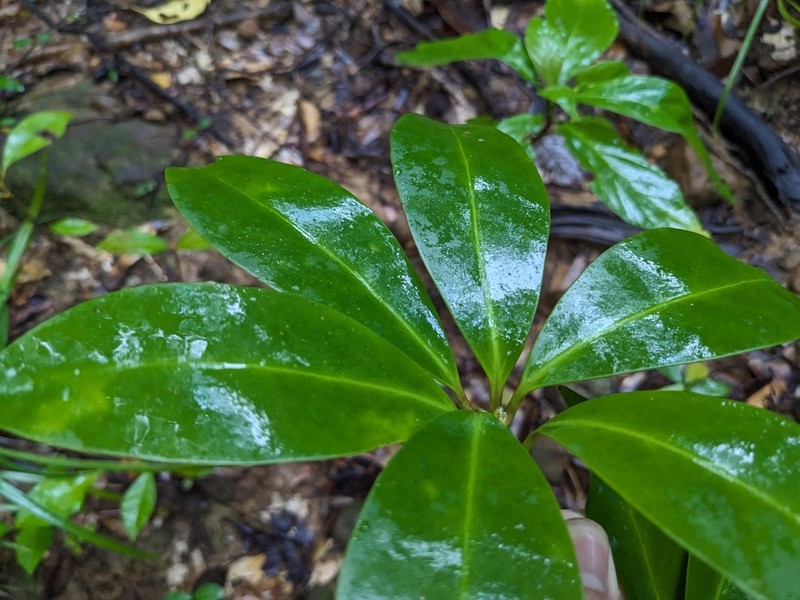 Illicium tashiroi photo 3