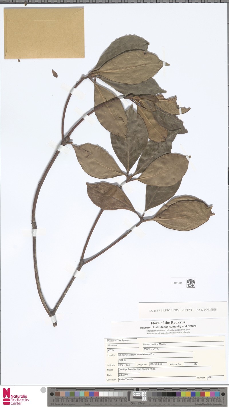 Illicium tashiroi photo 4