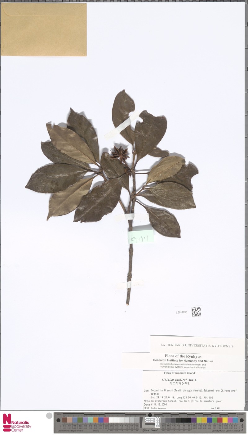 Illicium tashiroi photo 5