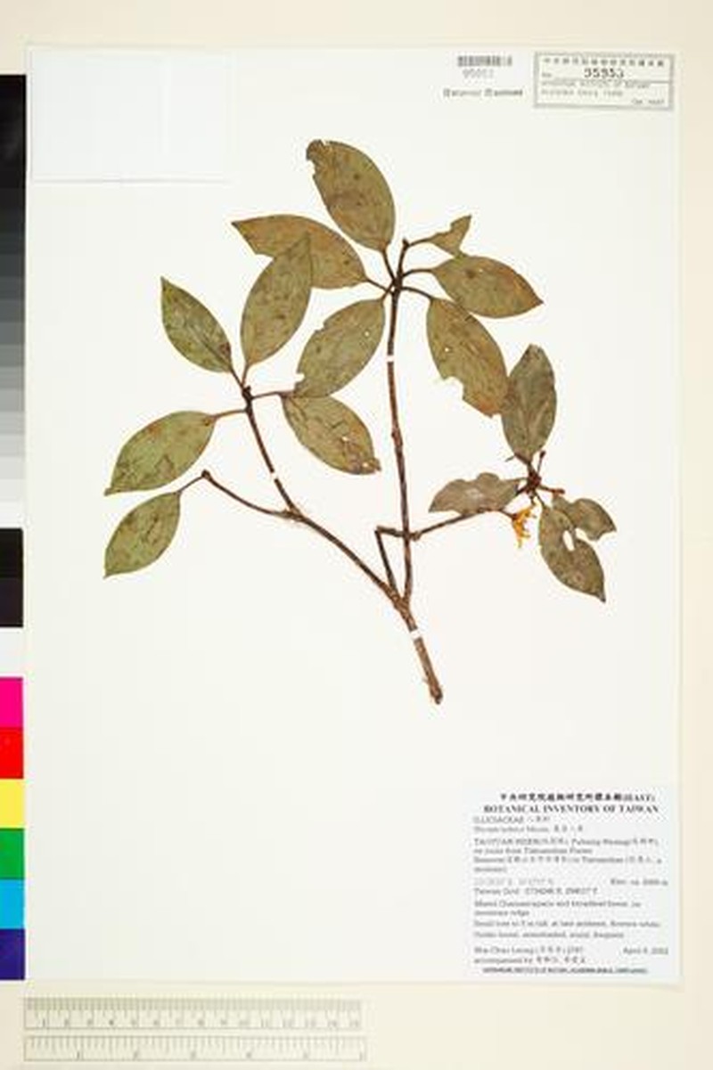 Illicium tashiroi photo 6