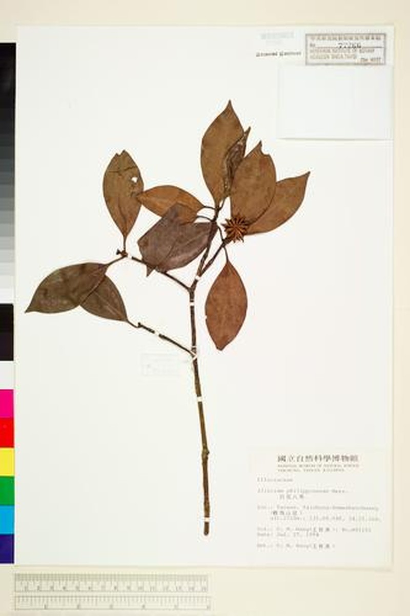 Illicium tashiroi photo 7