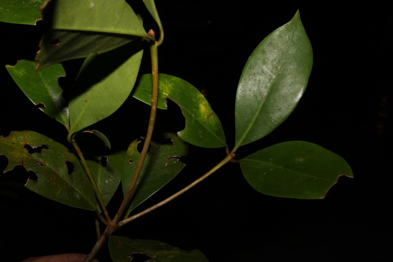 Illicium tenuifolium