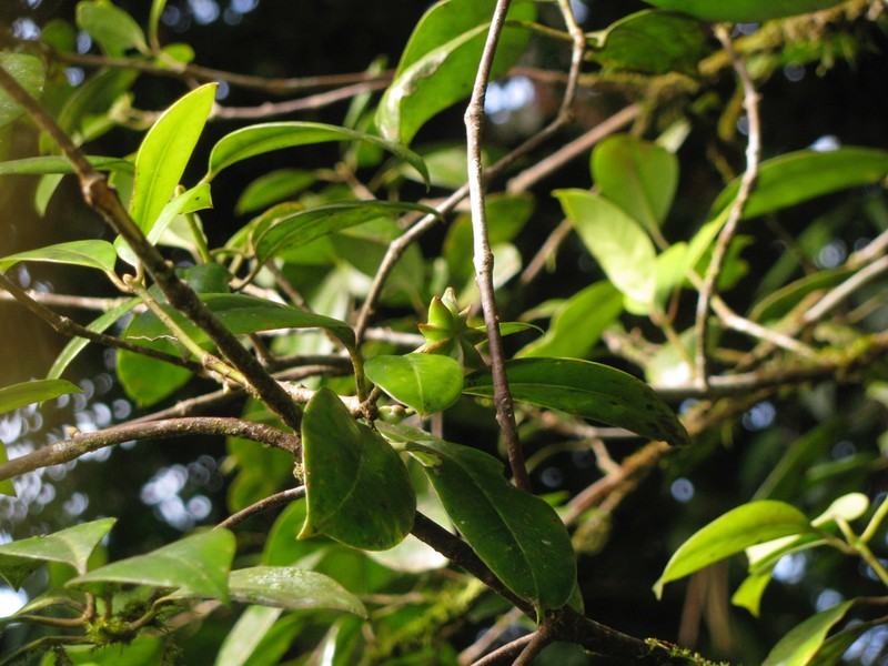 Illicium tenuifolium photo 2