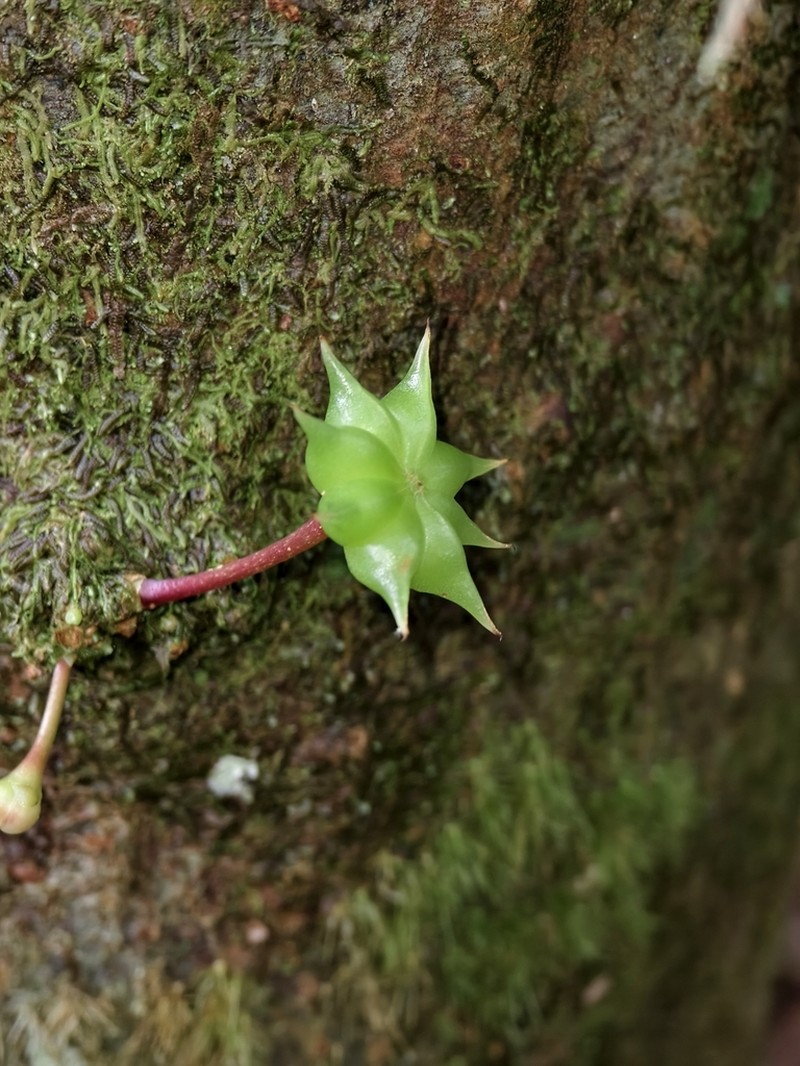 Illicium tenuifolium photo 3