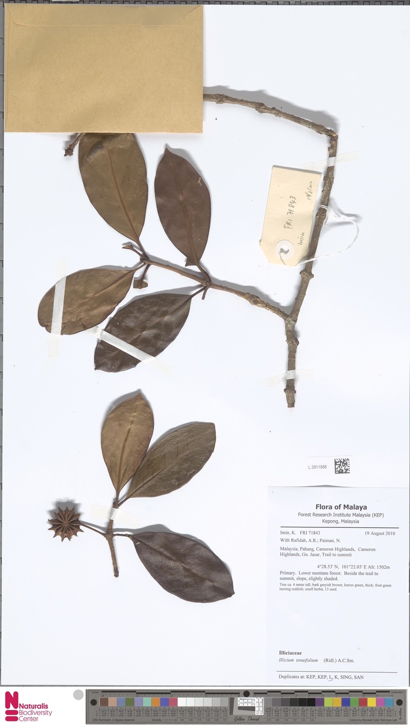 Illicium tenuifolium photo 5