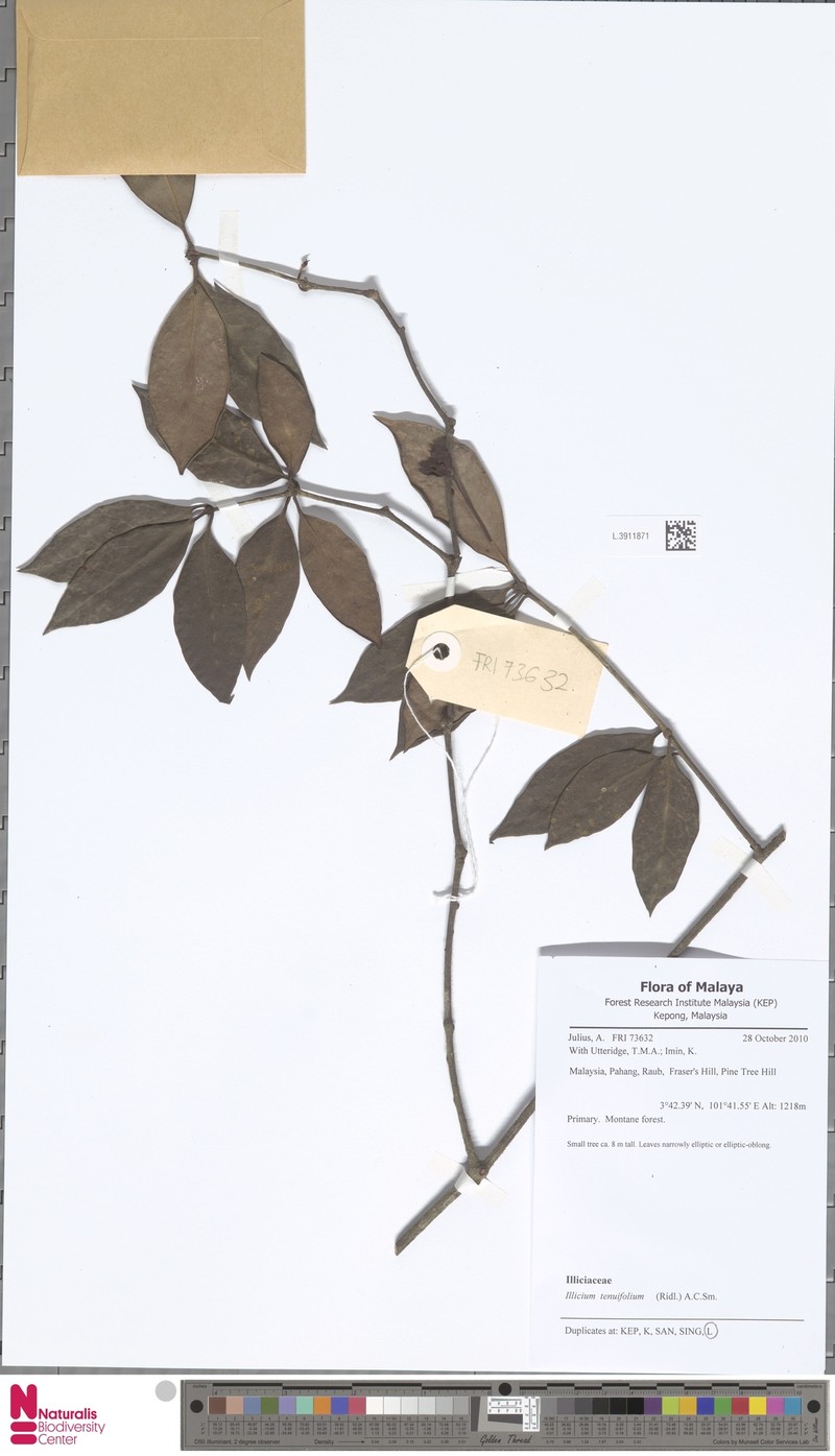 Illicium tenuifolium photo 6