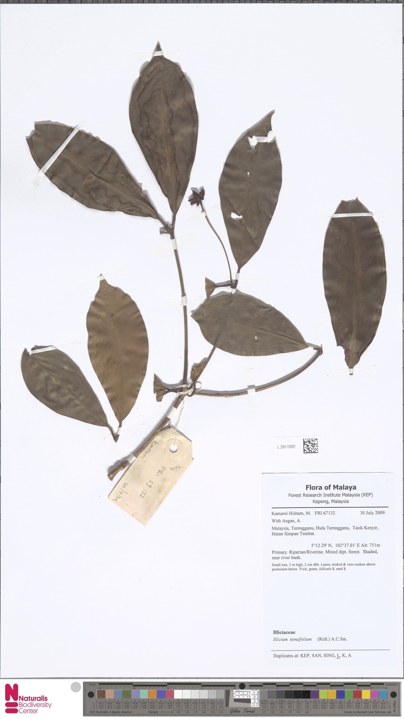 Illicium tenuifolium photo 7