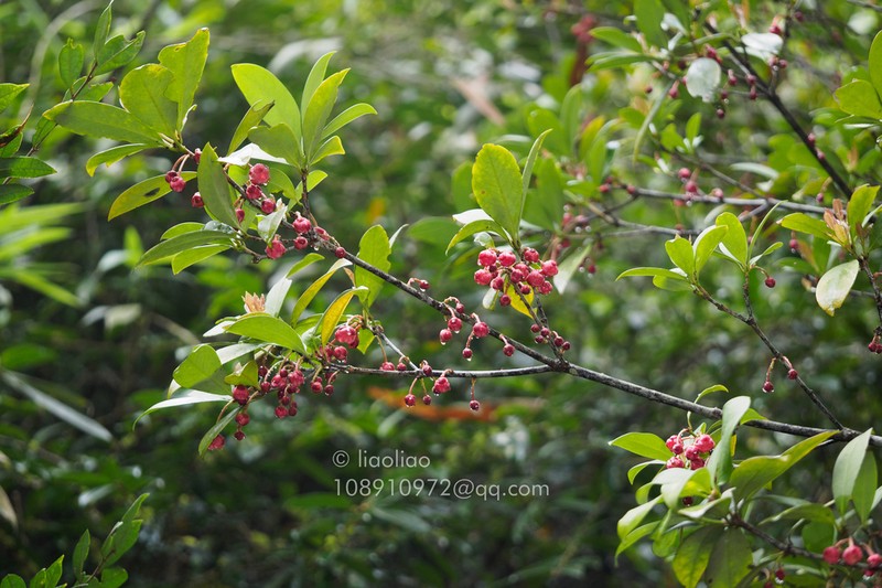 Illicium ternstroemioides