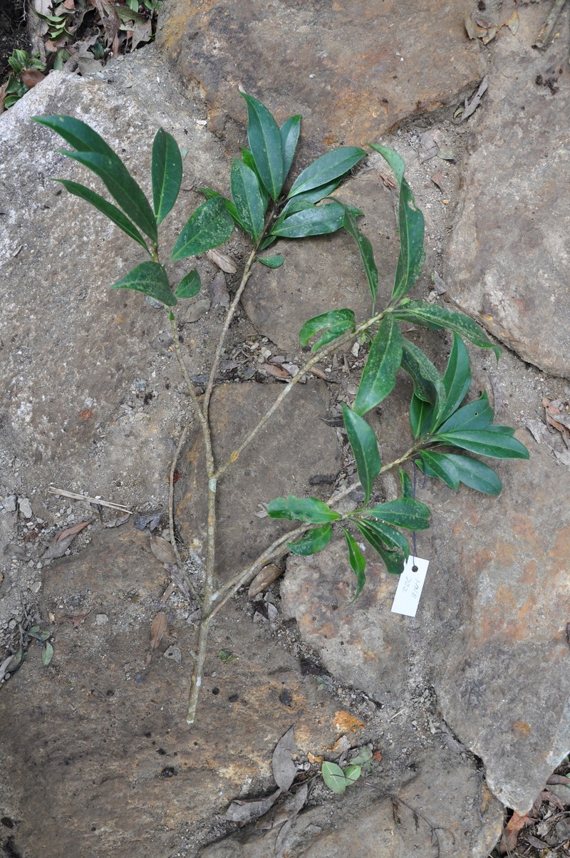 Illicium ternstroemioides photo 2