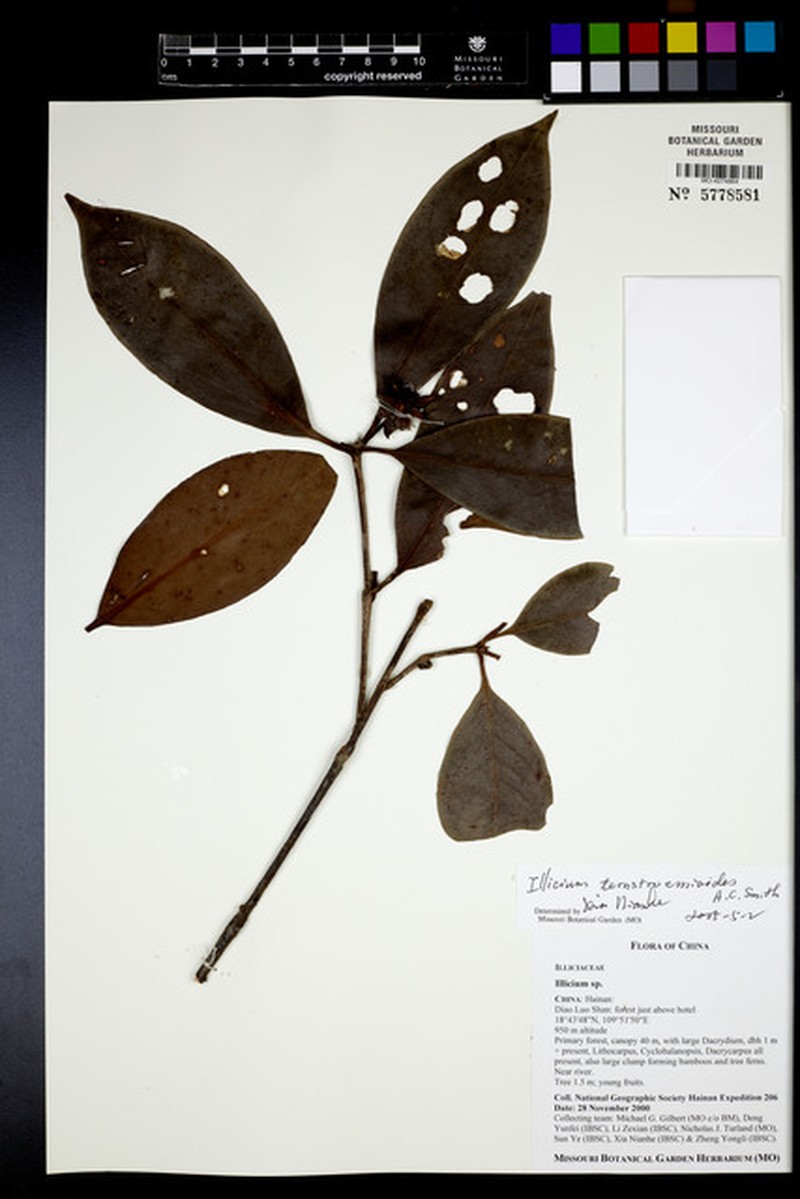 Illicium ternstroemioides photo 3