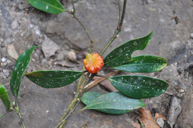 Illicium tsaii photo 2