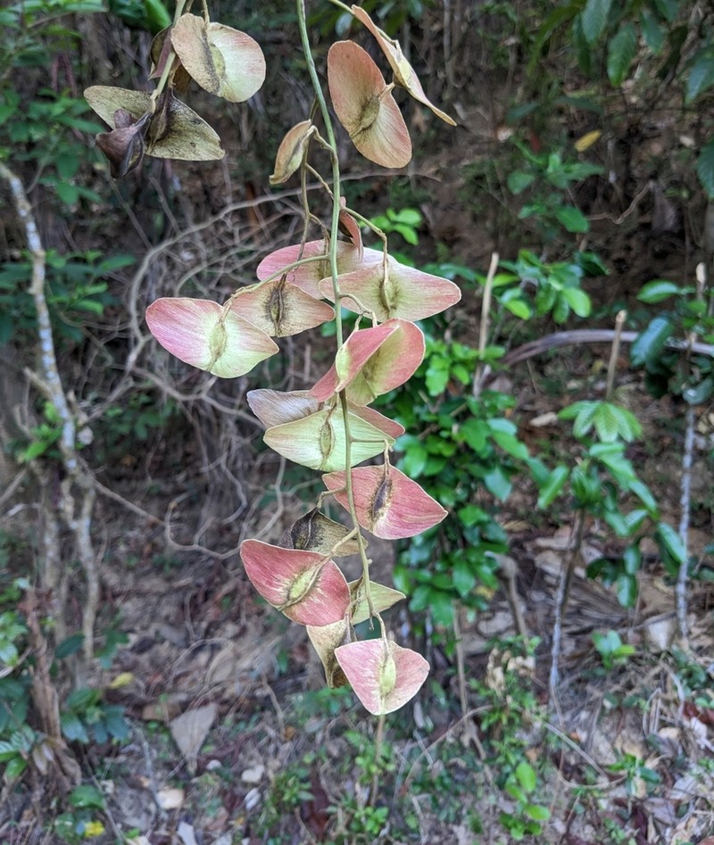 Illigera appendiculata