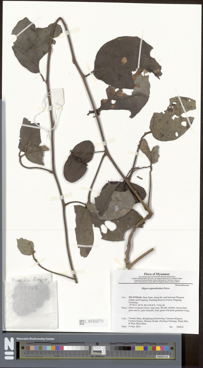 Illigera appendiculata photo 2