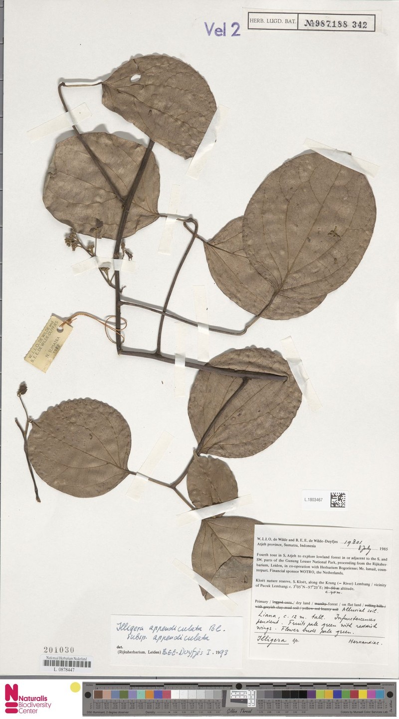 Illigera appendiculata photo 3
