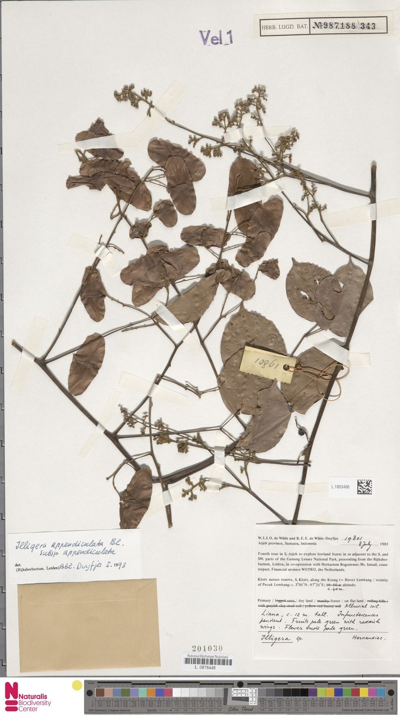 Illigera appendiculata subsp. appendiculata photo 2