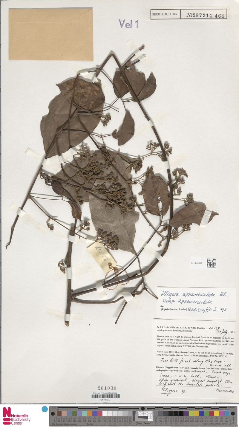 Illigera appendiculata subsp. appendiculata photo 3