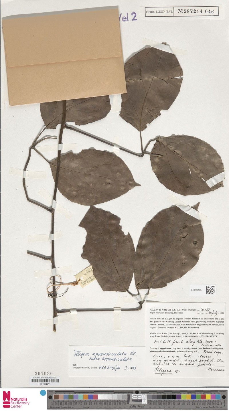 Illigera appendiculata subsp. appendiculata photo 4