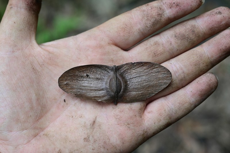 Illigera brevistaminata