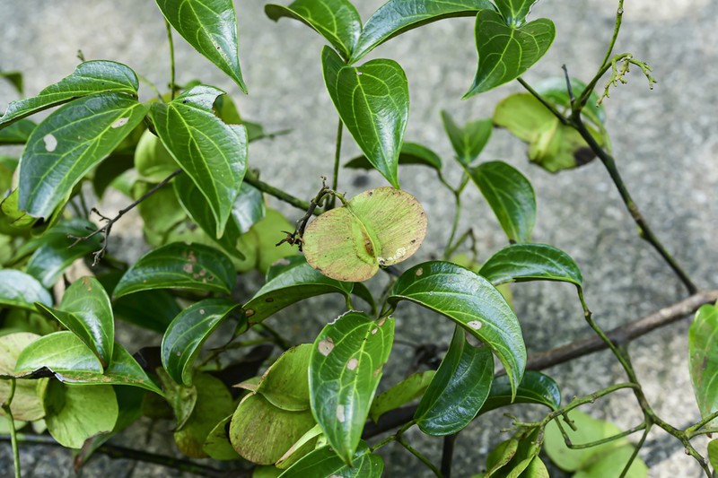 Illigera brevistaminata photo 2