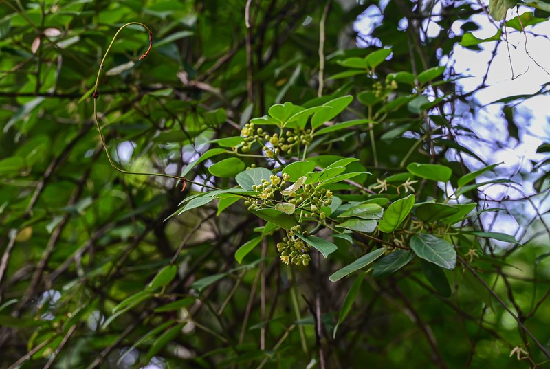 Illigera brevistaminata photo 3