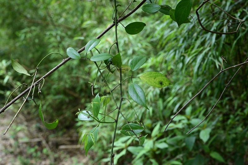 Illigera brevistaminata photo 4