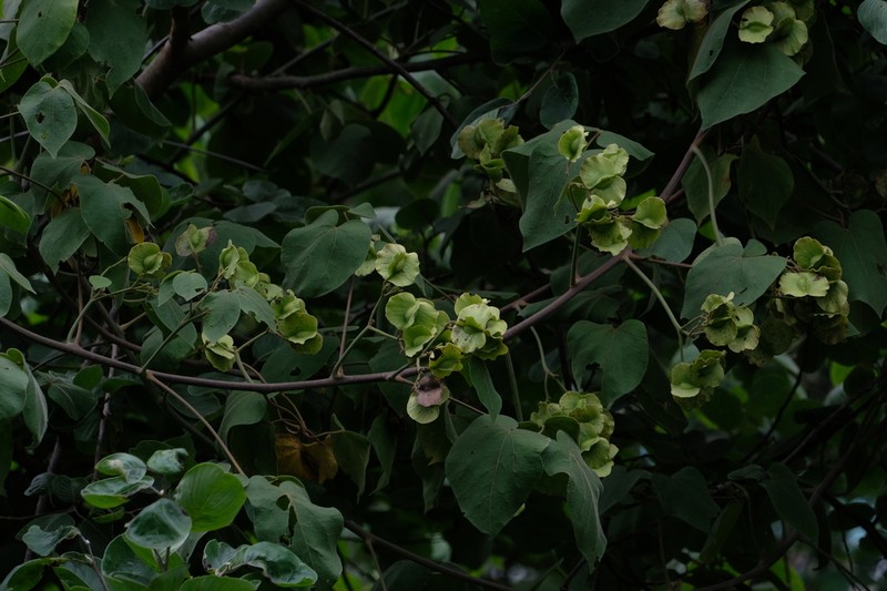 Illigera cordata