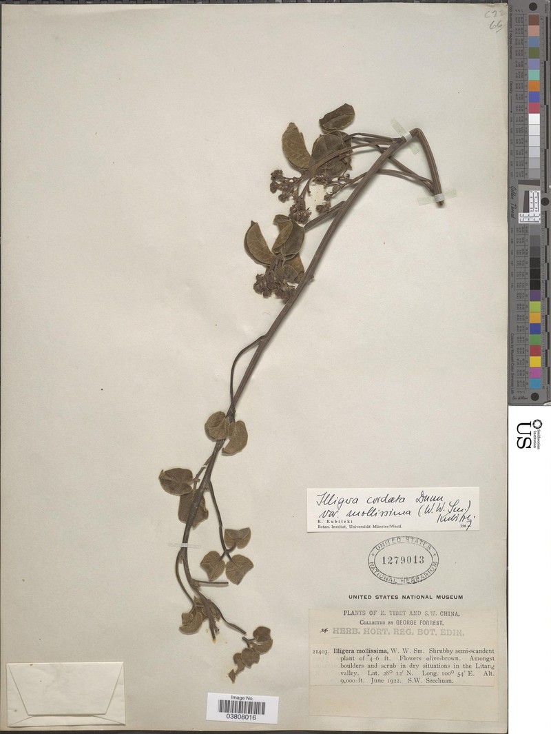 Illigera cordata photo 2