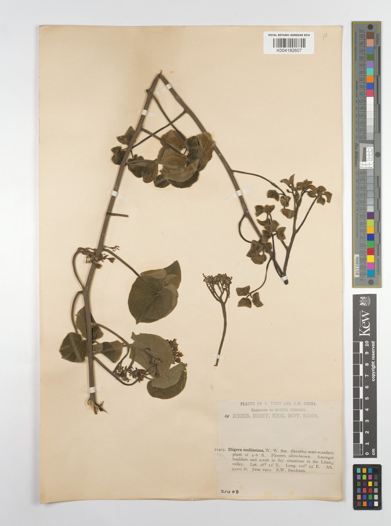 Illigera cordata photo 3