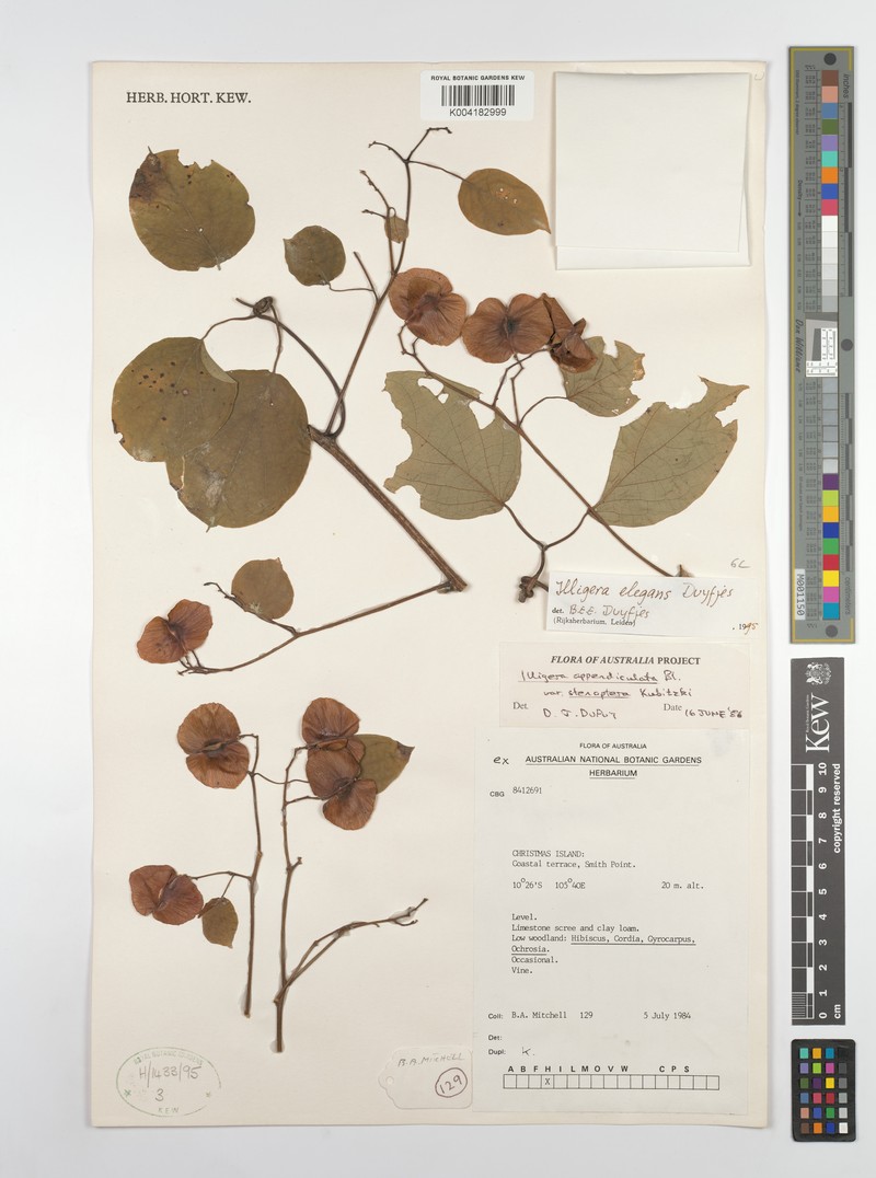 Illigera elegans