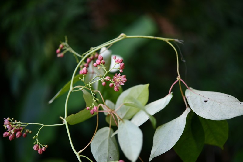 Illigera grandiflora photo 2