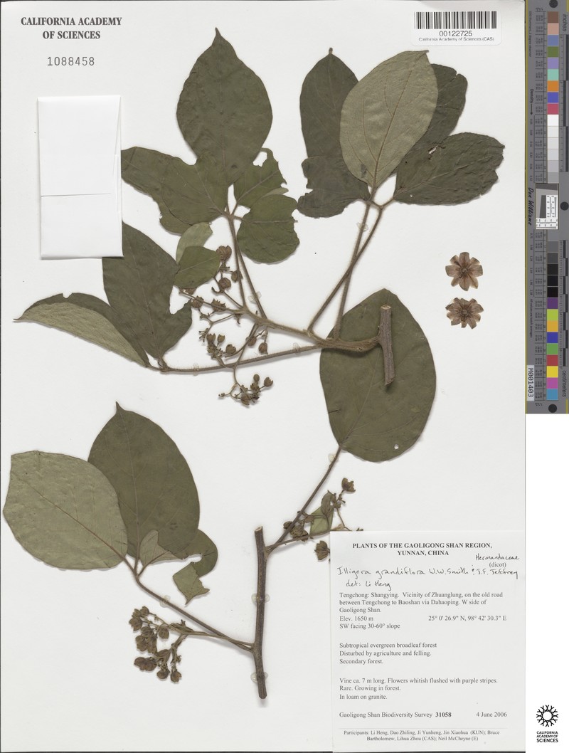 Illigera grandiflora photo 3