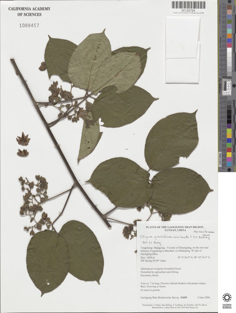 Illigera grandiflora photo 4