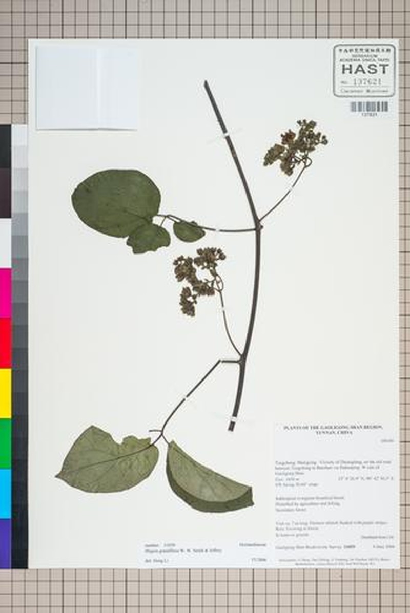 Illigera grandiflora photo 5