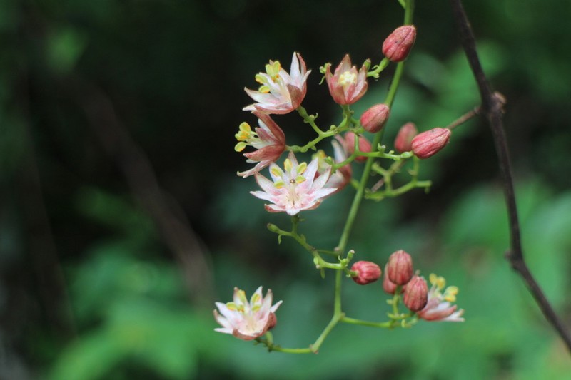 Illigera luzonensis