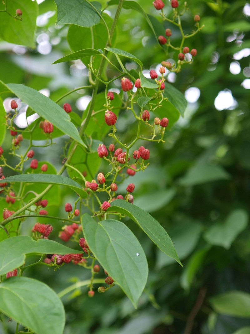 Illigera luzonensis photo 2