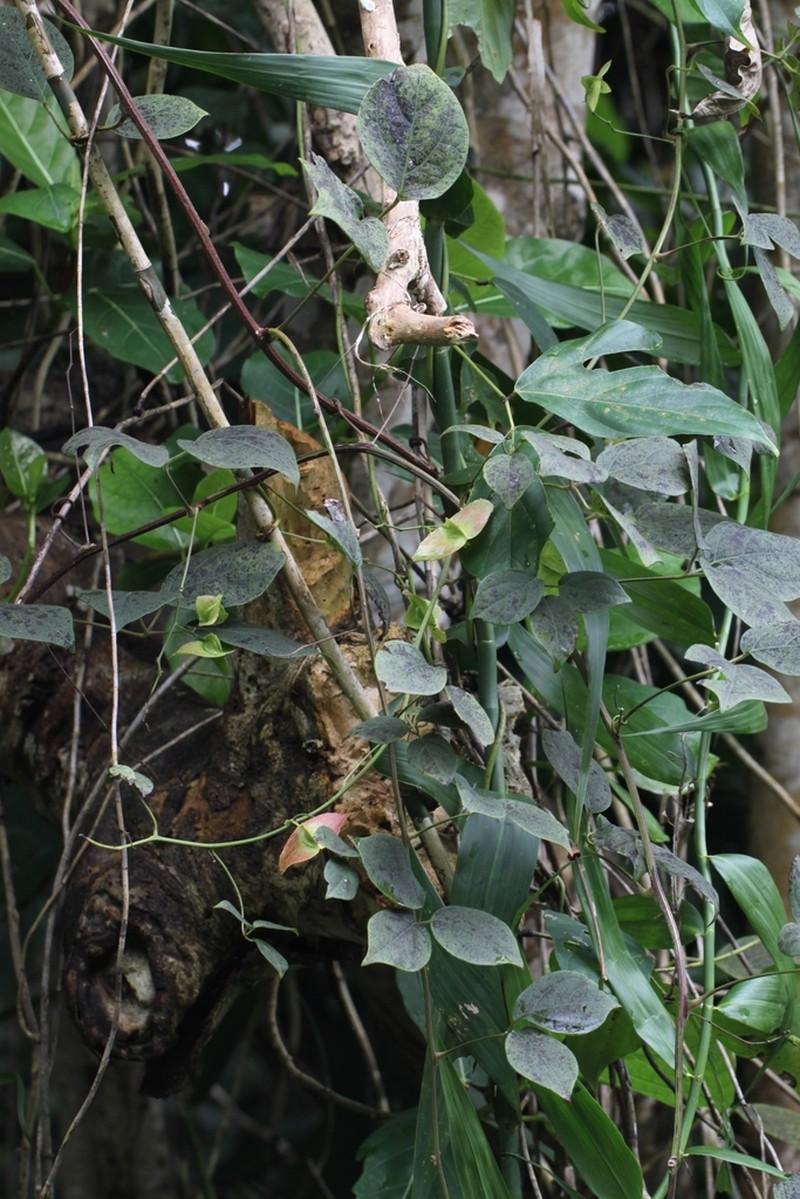 Illigera luzonensis photo 3