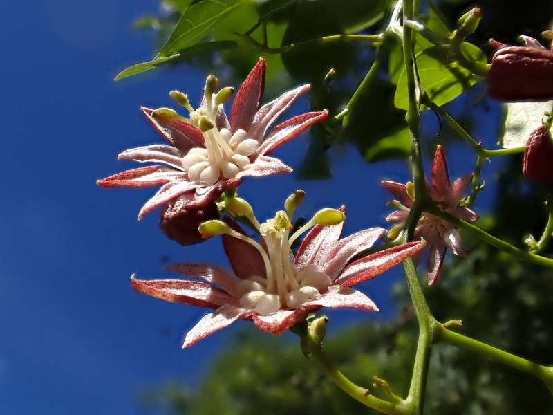 Illigera luzonensis photo 4