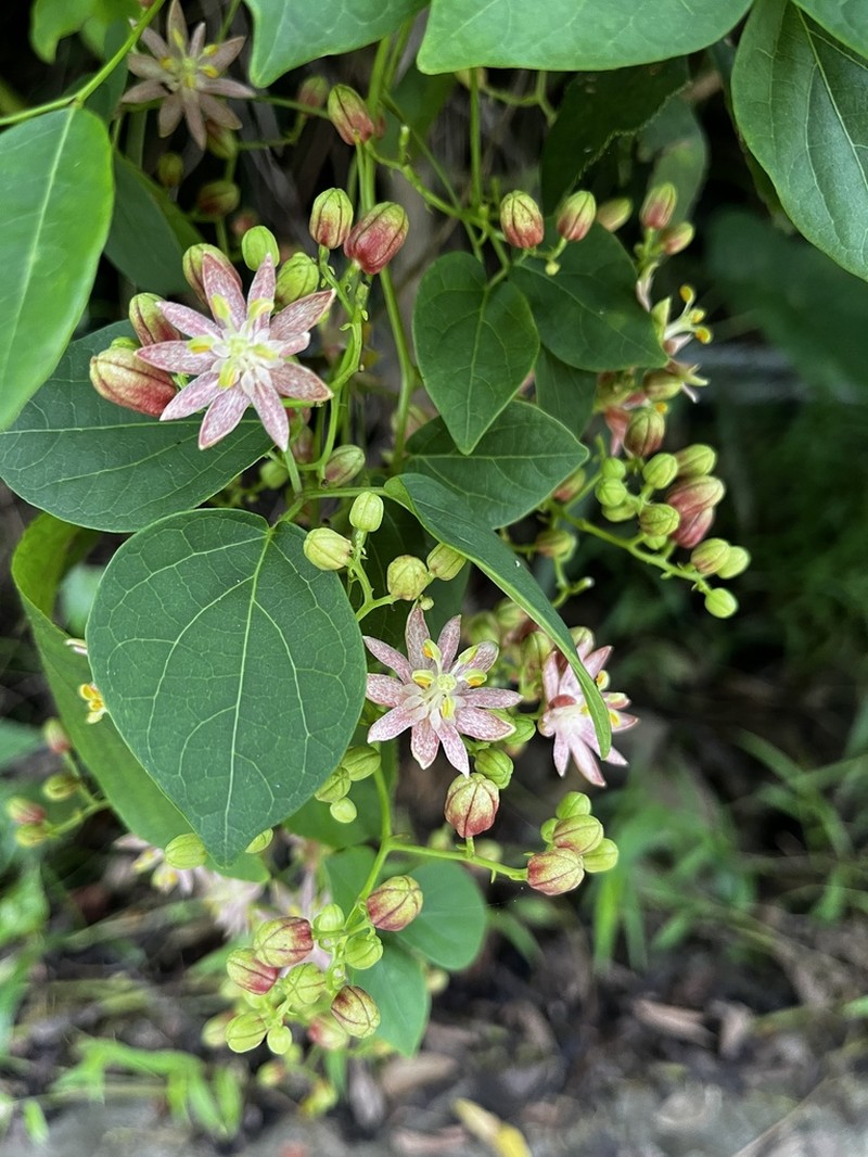 Illigera luzonensis photo 5