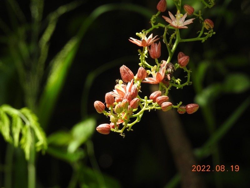 Illigera luzonensis photo 6