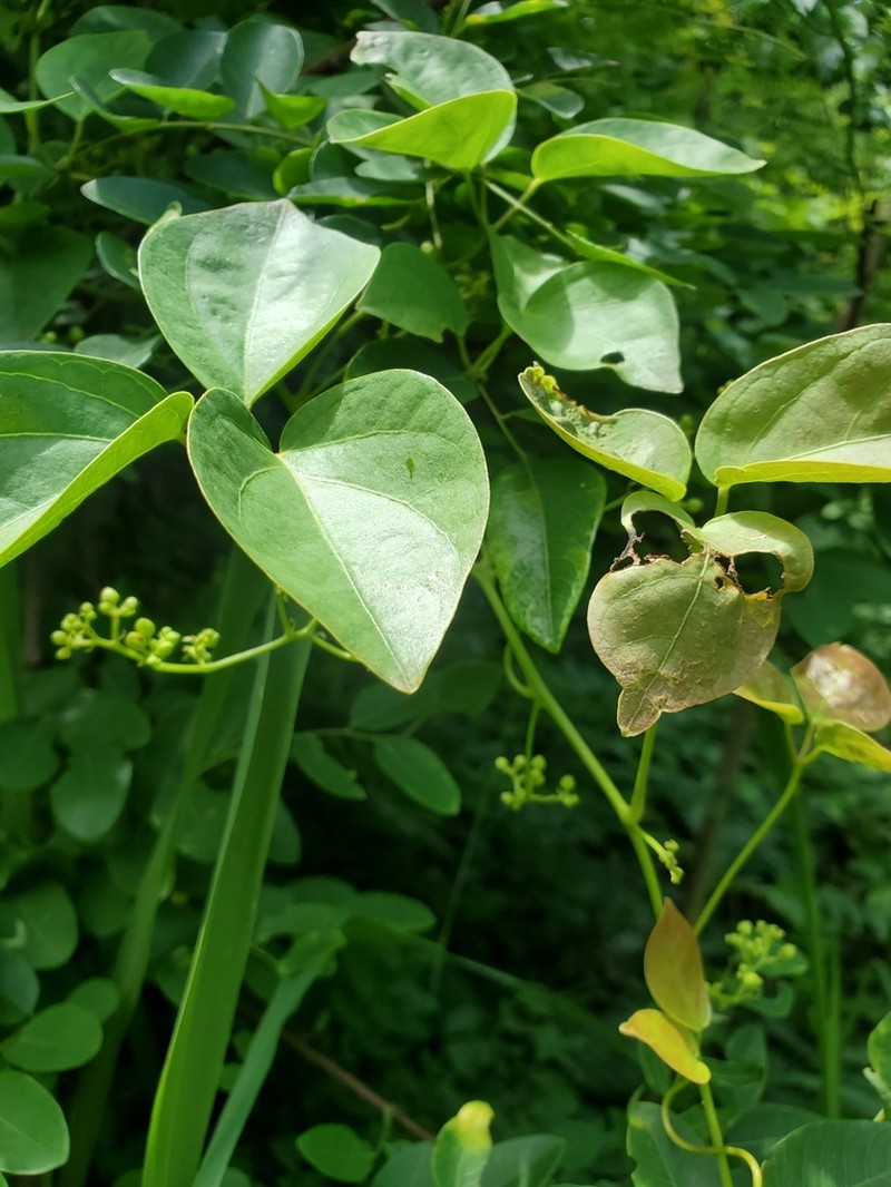 Illigera luzonensis photo 7