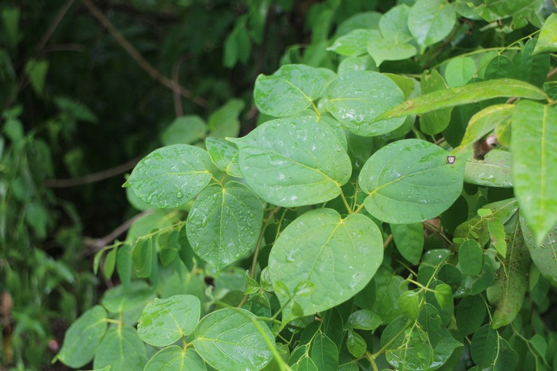 Illigera luzonensis photo 8