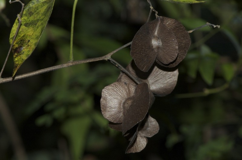 Illigera madagascariensis