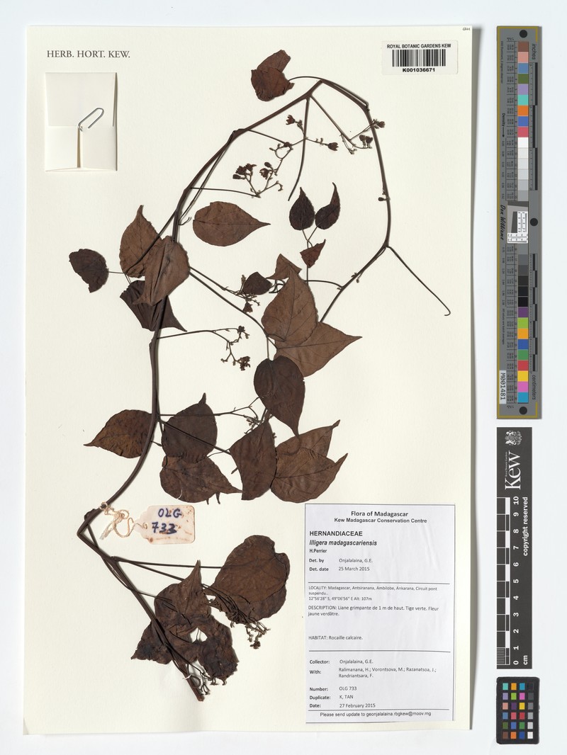Illigera madagascariensis photo 2