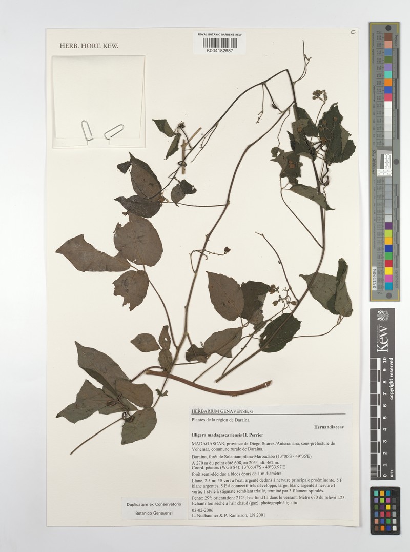 Illigera madagascariensis photo 3