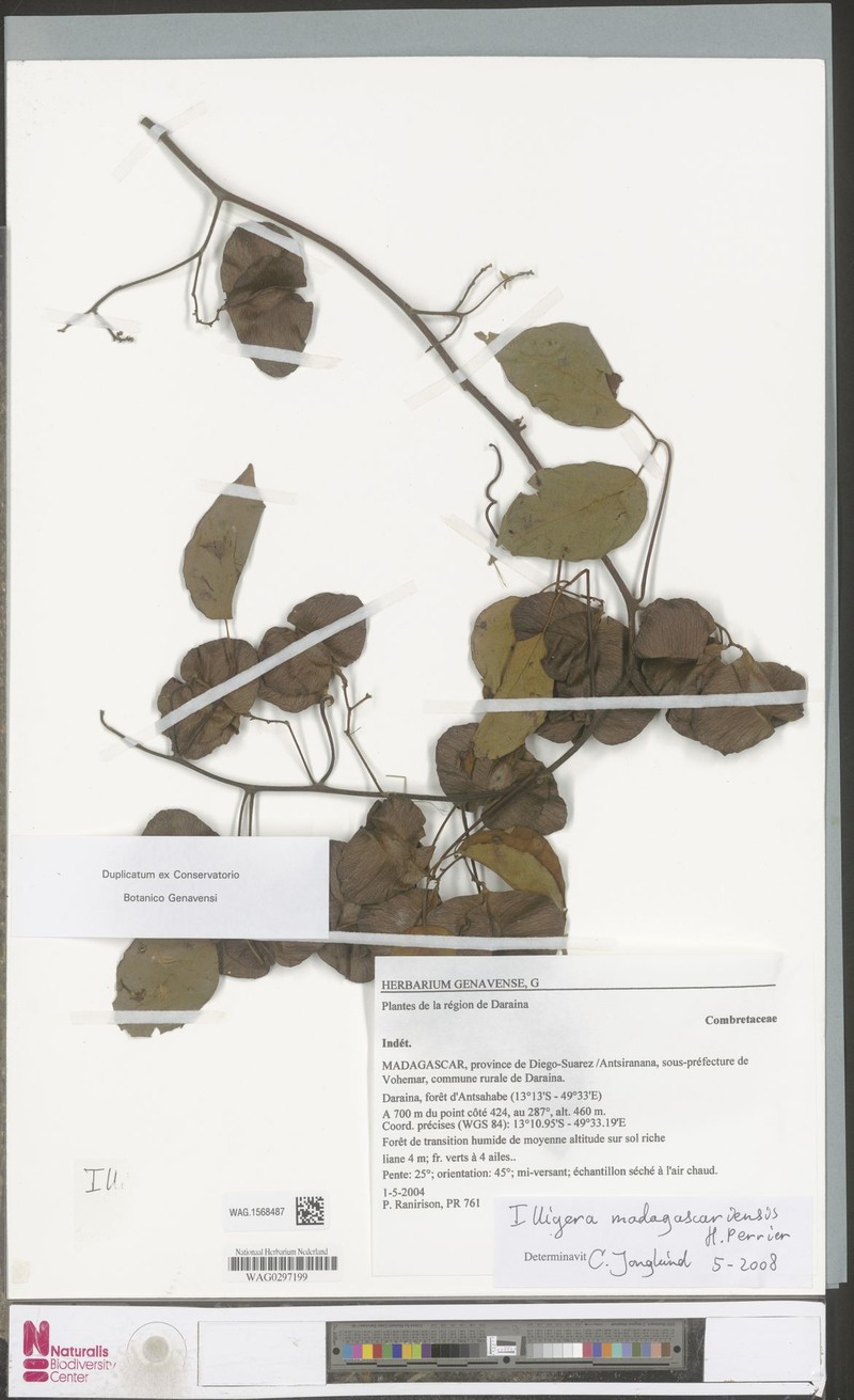 Illigera madagascariensis photo 4