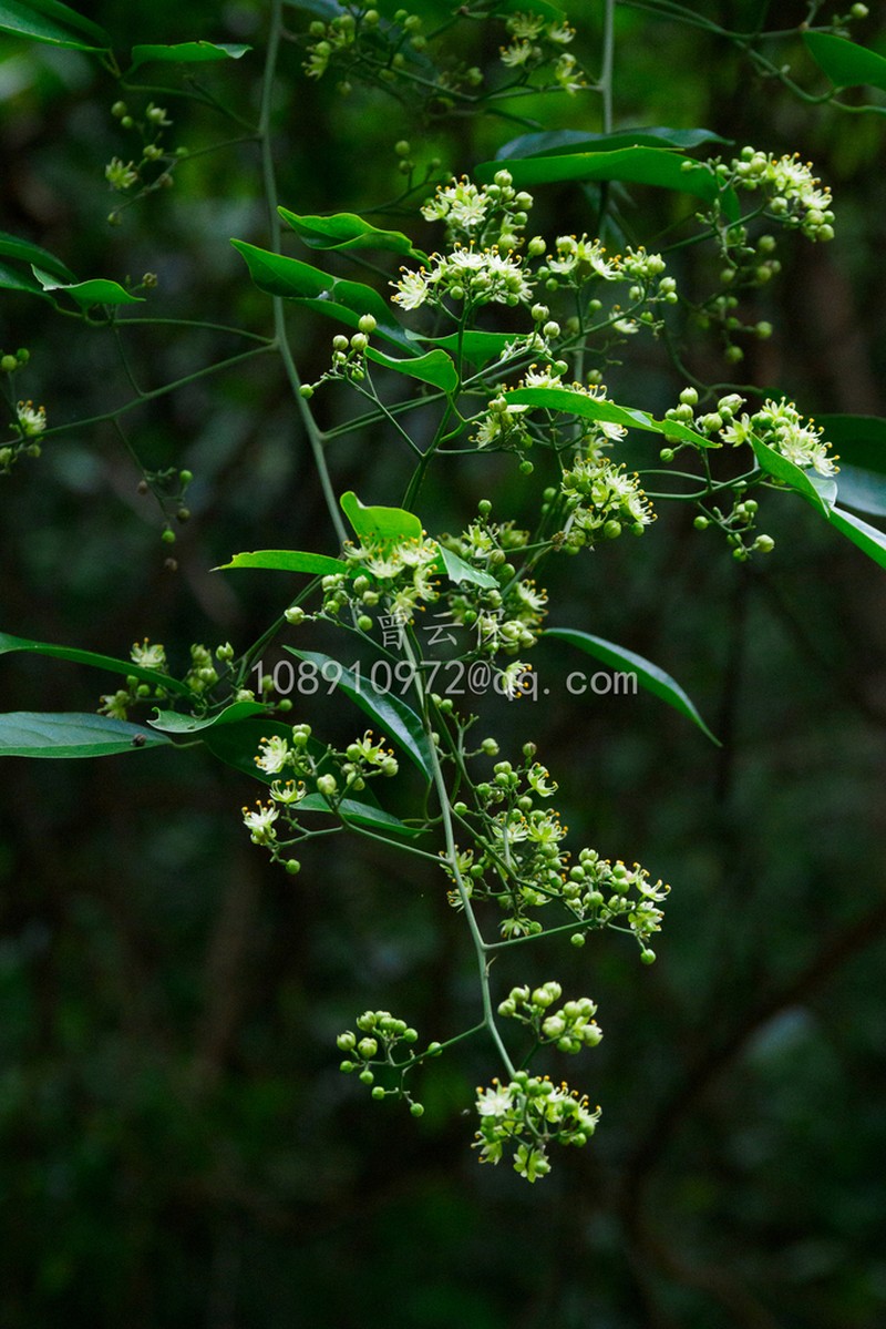Illigera parviflora