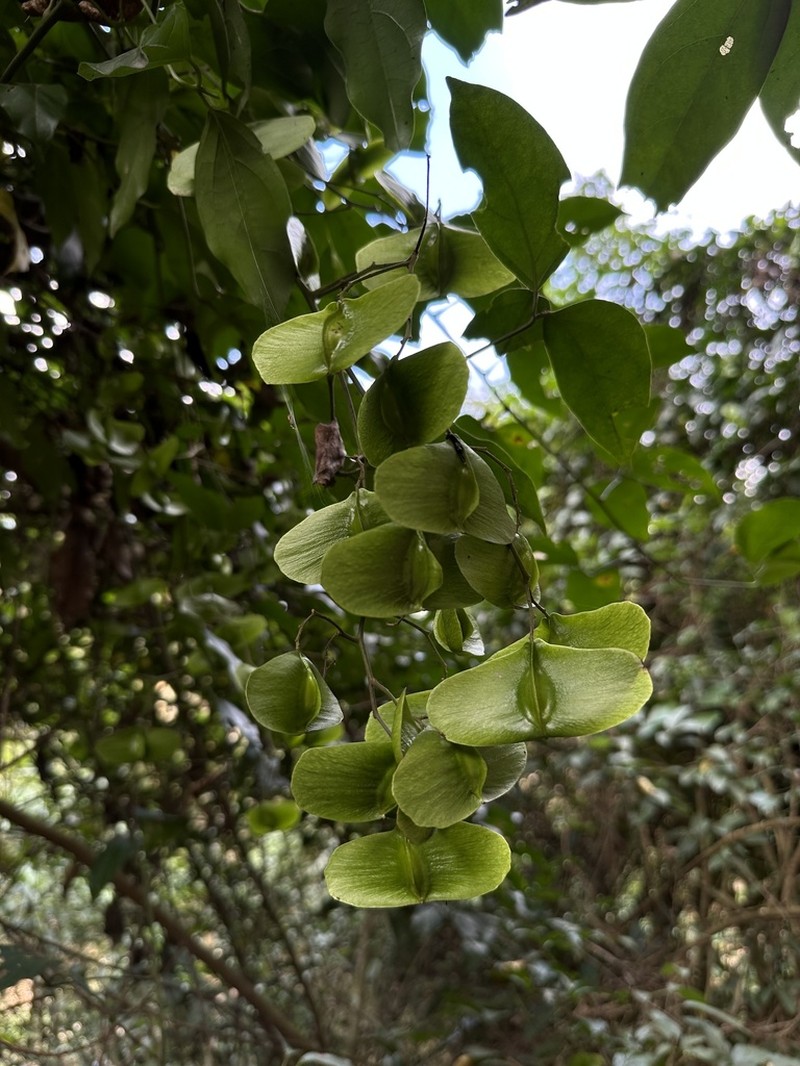 Illigera parviflora photo 2